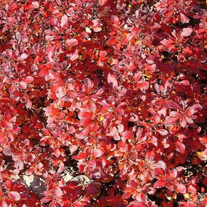 Crimson Pygmy Barberry Shrubs