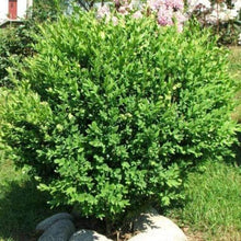 Load image into Gallery viewer, Dwarf English Boxwood Shrubs
