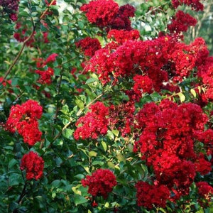 Dynamite Red Crape Myrtle Trees