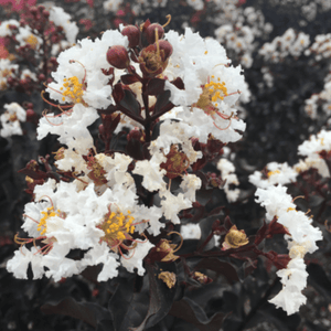 Ebony and Ivory Crape Myrtle Trees