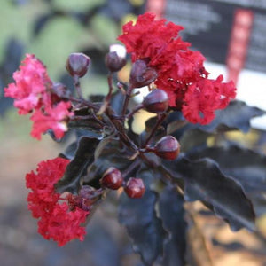 Ebony Flame Crape Myrtle Trees