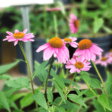 Load image into Gallery viewer, Echinacea Pow Wow Wild Berry
