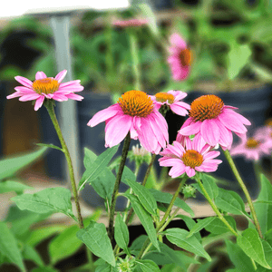 Echinacea Pow Wow Wild Berry