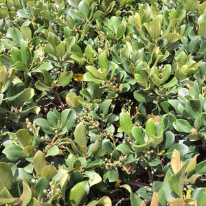 Eleanor Taber Indian Hawthorn Shrubs