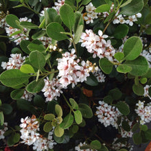 Load image into Gallery viewer, Eleanor Taber Indian Hawthorn Shrubs
