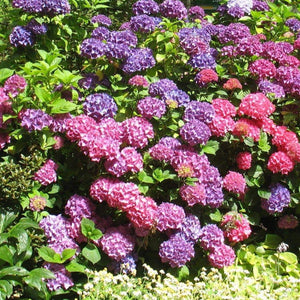 Endless Summer Hydrangea Shrubs