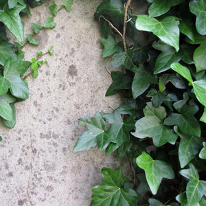 English Ivy