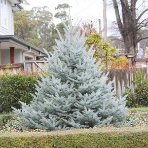 Fat Albert Colorado Blue Spruce Trees