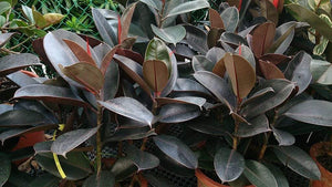 Burgundy Rubber Plants