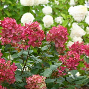 Fire Light Hydrangea Shrubs