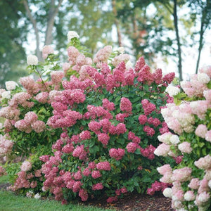 Fire Light Hydrangea Shrubs