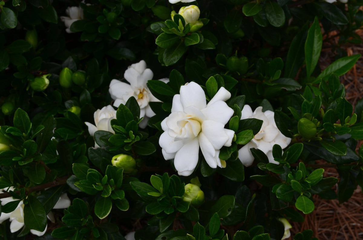 Dwarf Gardenia Uk