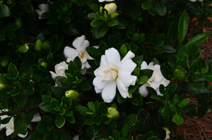 Double Mint Gardenia Shrubs