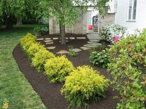 Gold Mop Cypress Shrubs