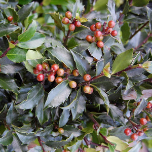 Holly Blue Maid Shrubs