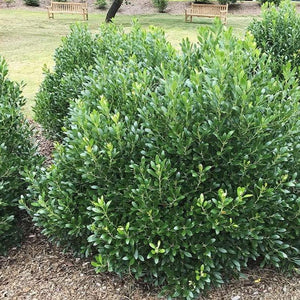 Holly Inkberry Compacta Shrubs
