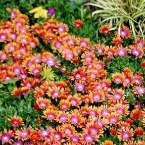 Delosperma Fire Wonder