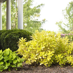 Florida Sunshine Illicium Shrubs