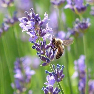 Lavender Provence