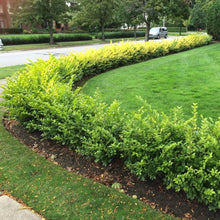 Load image into Gallery viewer, Golden Ticket Privet Shrubs

