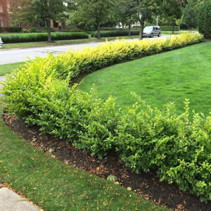 Golden Ticket Privet Shrubs