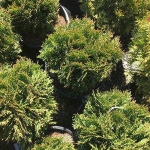 Little Giant Globe Arborvitae Shrubs