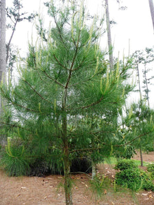 Loblolly Pine Trees