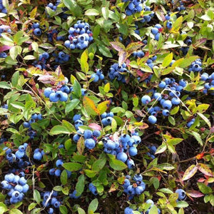 Low Bush Blueberry Bushes