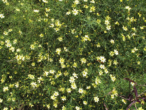 Coreopsis Moonbeam Plants