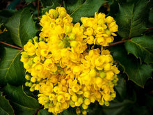 Load image into Gallery viewer, Mahonia aquifolium Oregon Grape Holly Shrubs
