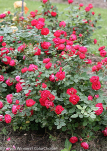 Oso Easy Double Red Rose Bushes