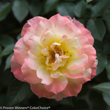 Load image into Gallery viewer, Oso Easy Italian Ice Rose Bushes
