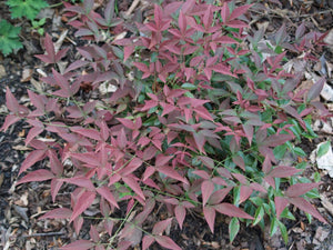 Nandina Flirt Shrubs