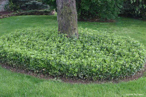 Pachysandra