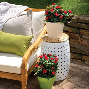 Petite Knock Out® Rose Bushes