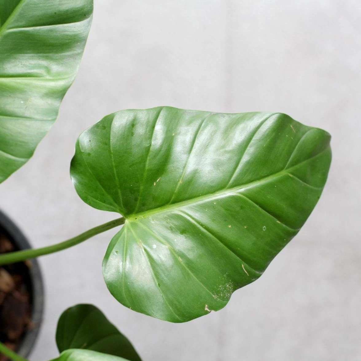 philodendron giganteum for sale uk Philodendron Giganteum Plants – naturalbabyshowerwed.co.uk