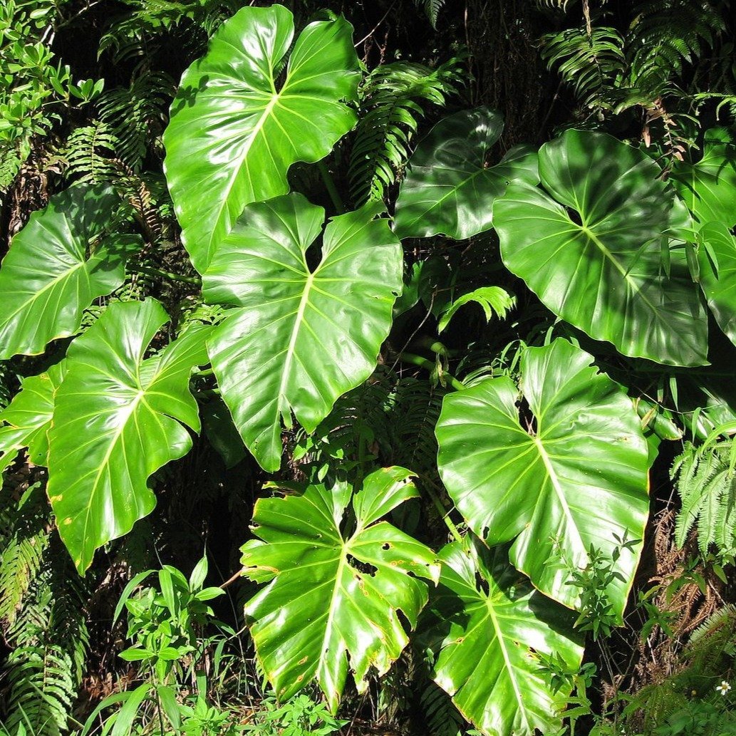 philodendron giganteum for sale uk Philodendron Giganteum Plants – naturalbabyshowerwed.co.uk