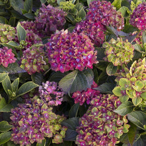 Pistachio Hydrangea Shrubs