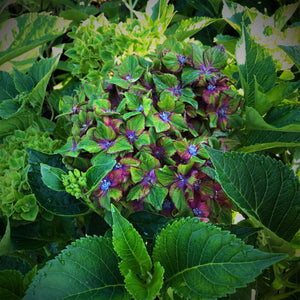 Pistachio Hydrangea Shrubs