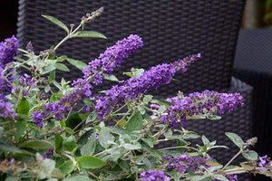 Butterfly Bush Petite Blue Heaven Shrubs