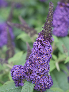 Pugster Blue Butterfly Bush