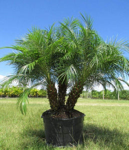 Date Palm Plants