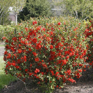 Double Take Scarlet™ Quince Bushes