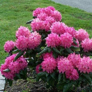 Holden Rhododendron Shrubs