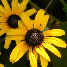 Load image into Gallery viewer, Black-Eyed Susan Rudbeckia Plants
