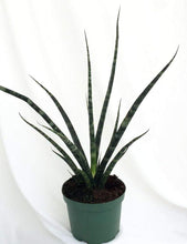 Load image into Gallery viewer, Fernwood Mikado Snake Plants
