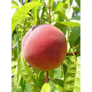 Redhaven Peach Tree