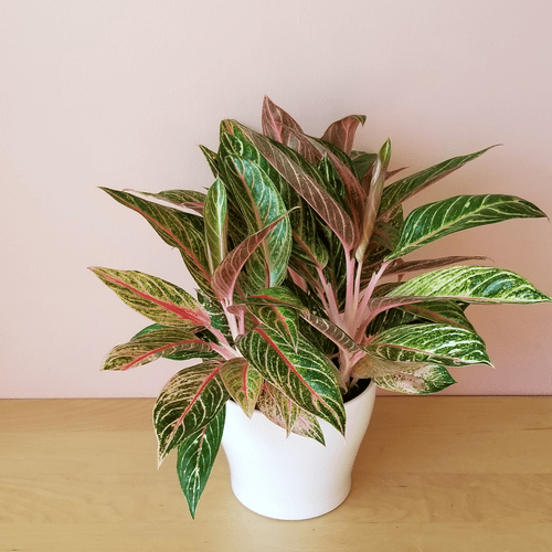 sparkling sarah aglaonema Aglaonema Sparkling Sarah Plants – naturalbabyshowerwed.co.uk