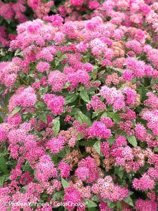 Double Play Pink Spirea Shrubs