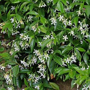 Madison Star Jasmine